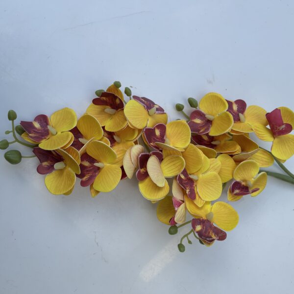 Кущова орхідея жовта