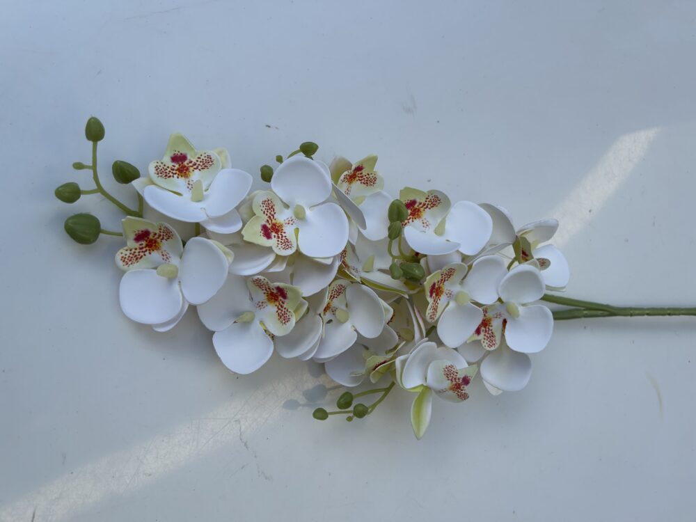 Кущова орхідея біла