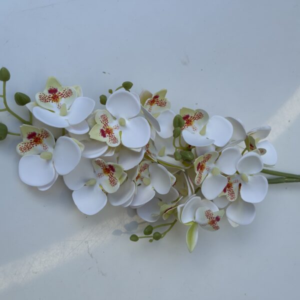 Кущова орхідея біла