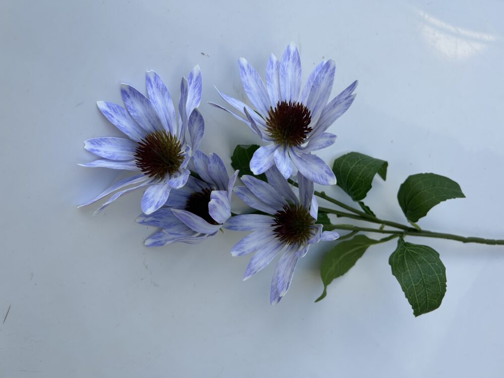 Гілка Штучної Ехінацеї голуба