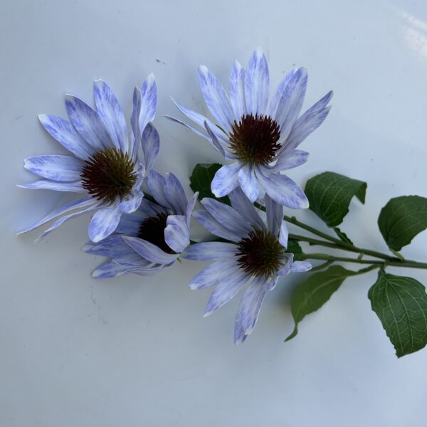 Гілка Штучної Ехінацеї голуба