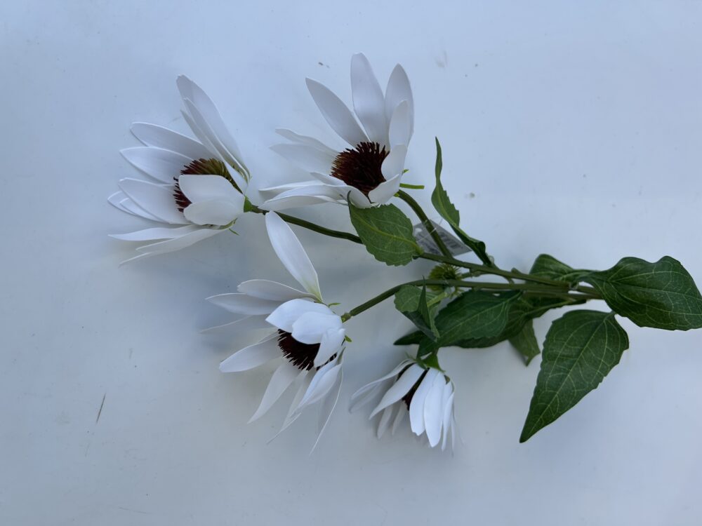 Гілка Штучної Ехінацеї біла