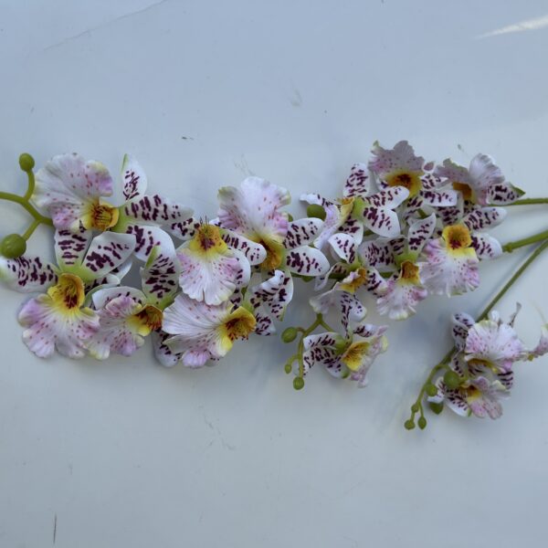 Плямиста орхідея