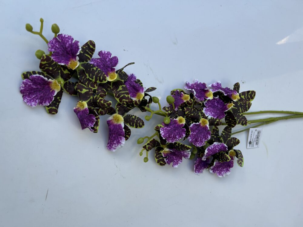 Плямиста орхідея