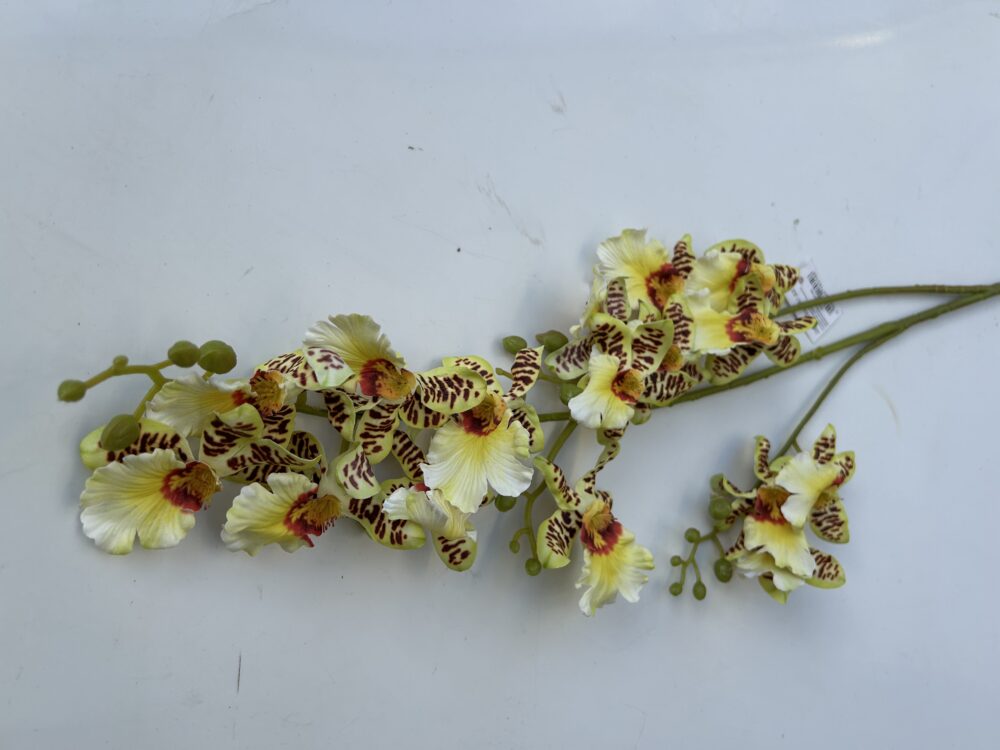 Плямиста орхідея