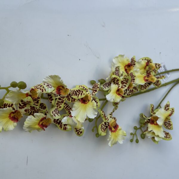 Плямиста орхідея