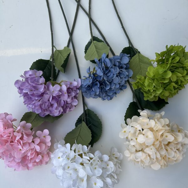 Королівська гортензія кремова