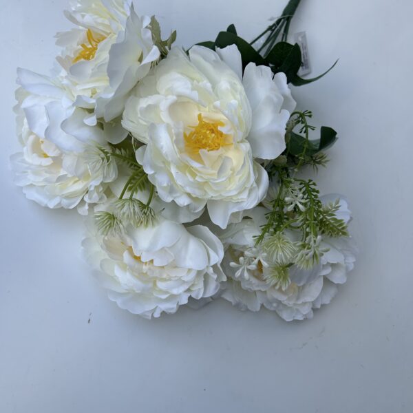Півонія штучна біла