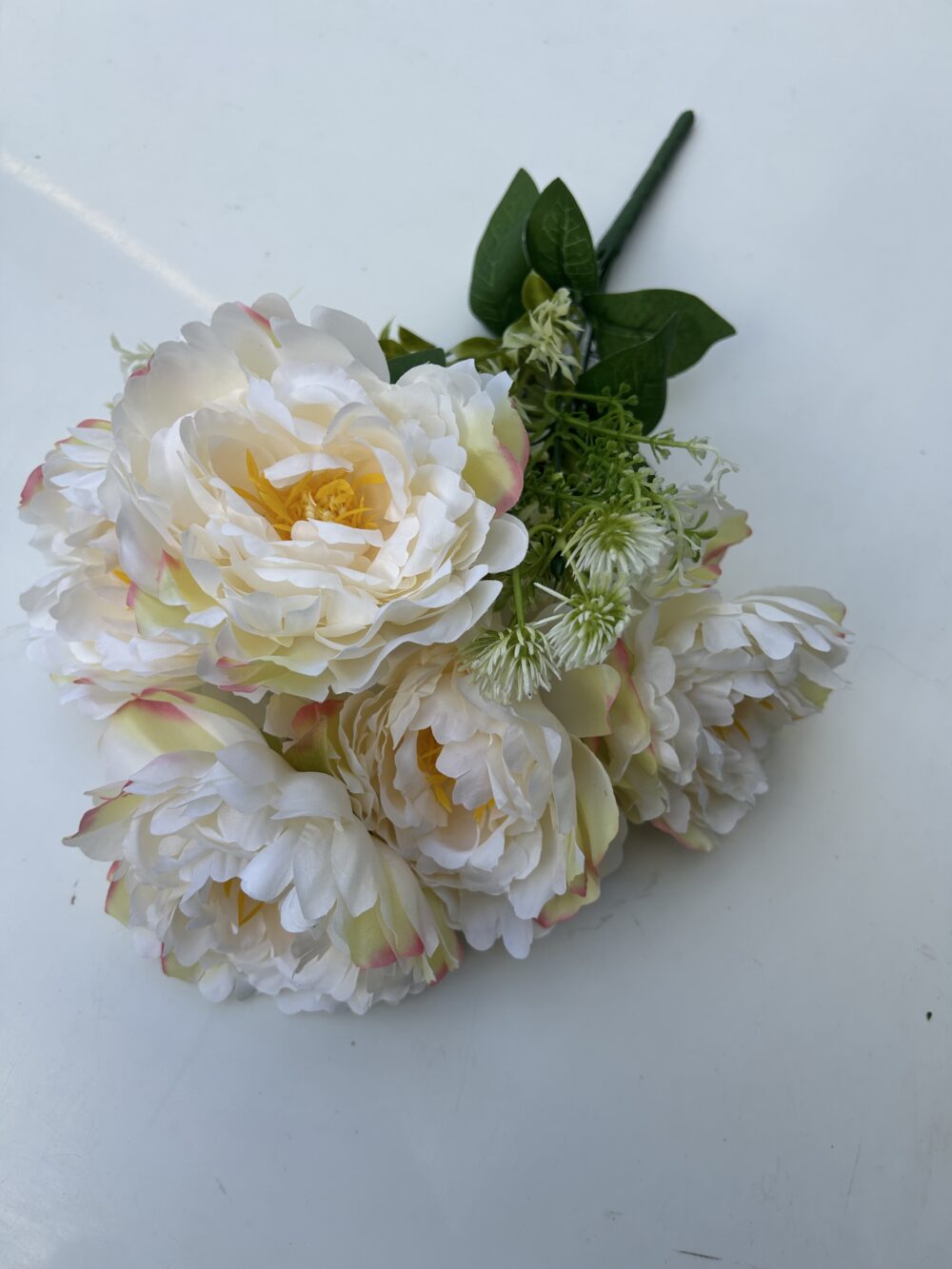 Півонія штучна шампань