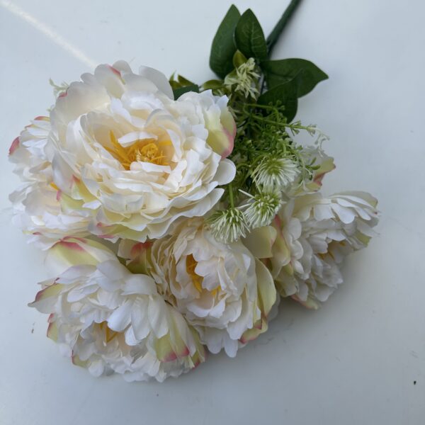 Півонія штучна шампань