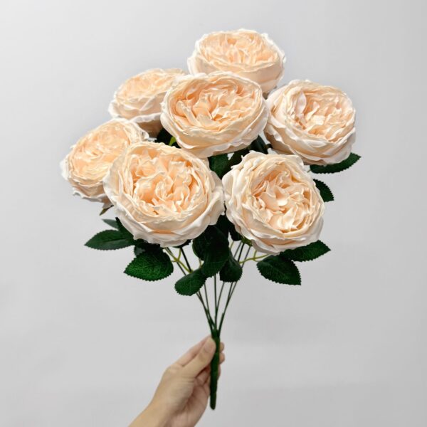 Троянда Девід Остін шампань