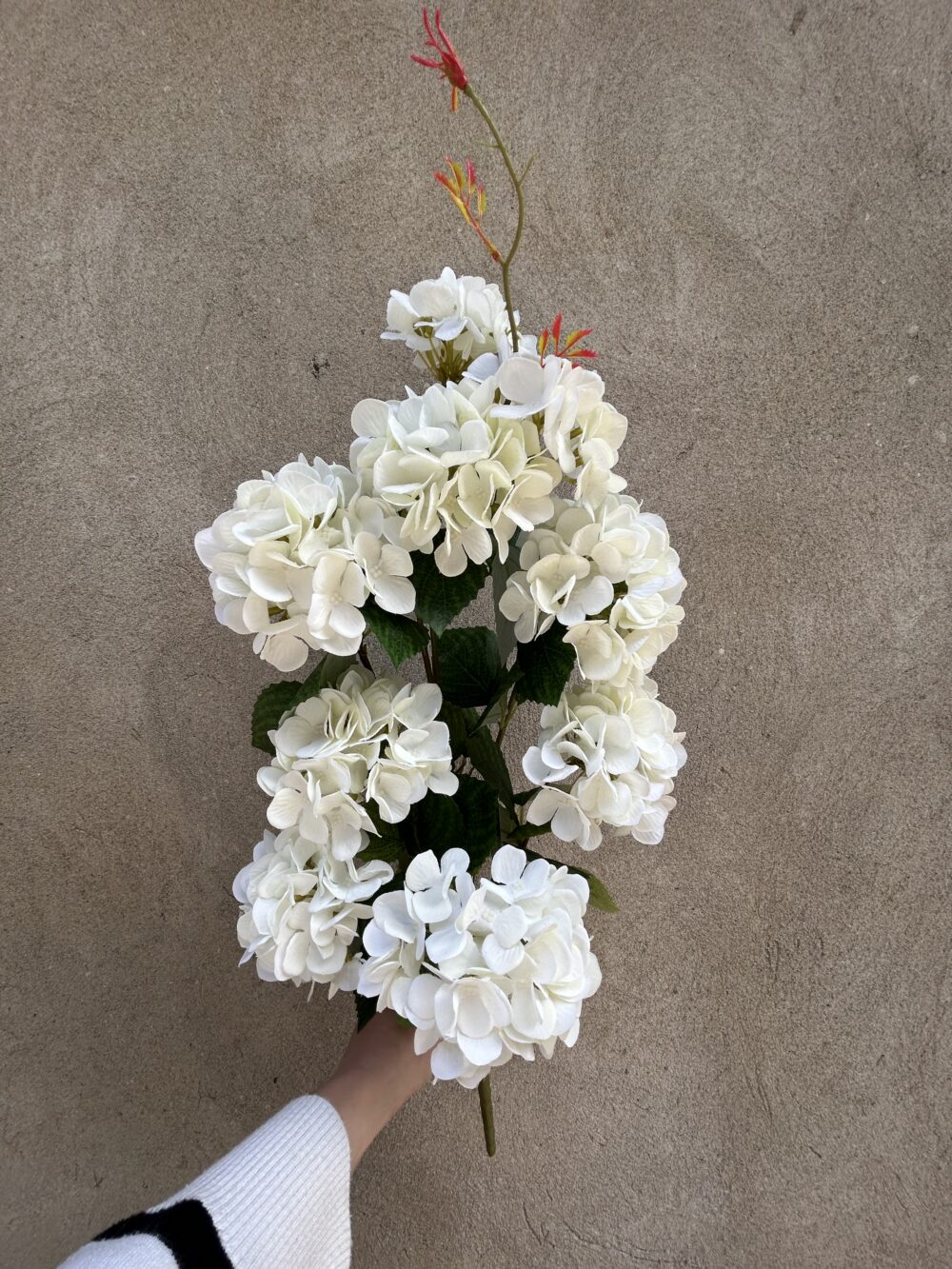 Гортензія кущова висока