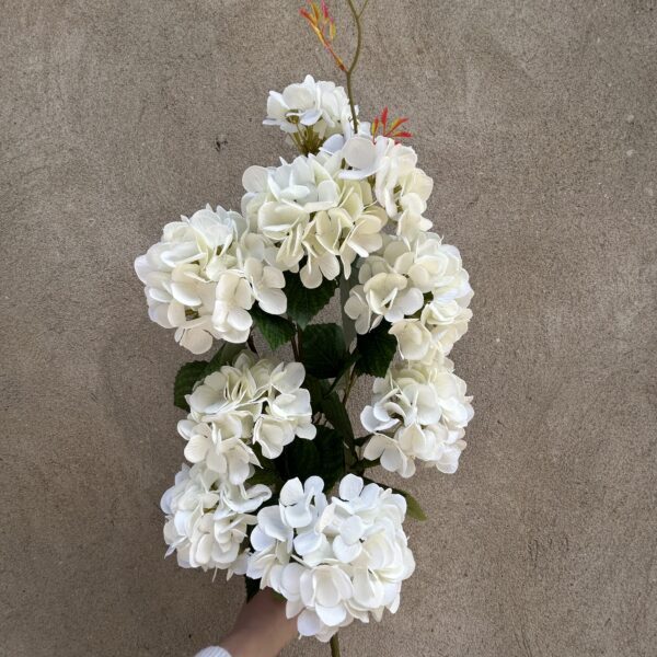 Гортензія кущова висока