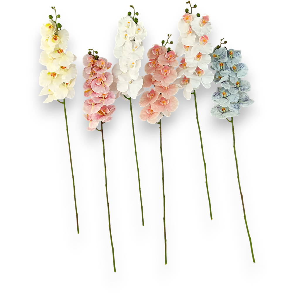 Орхідея ванда голуба - Зображення 2