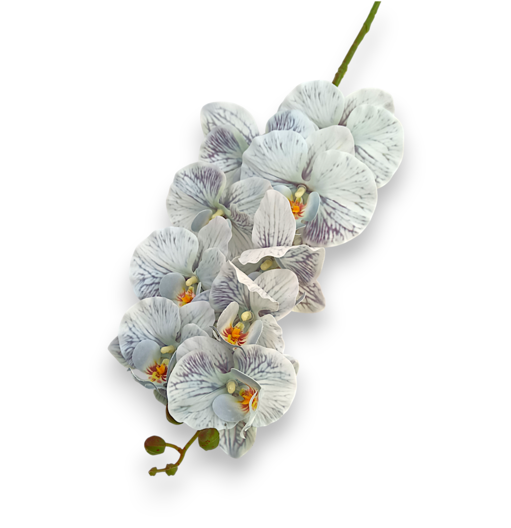 Орхідея ванда голуба