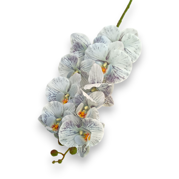 Орхідея ванда голуба