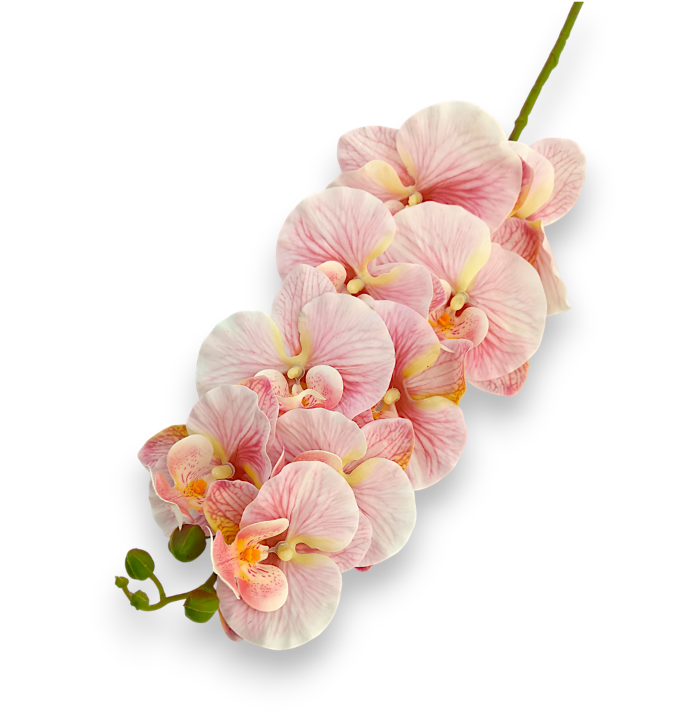 Орхідея ванда рожева