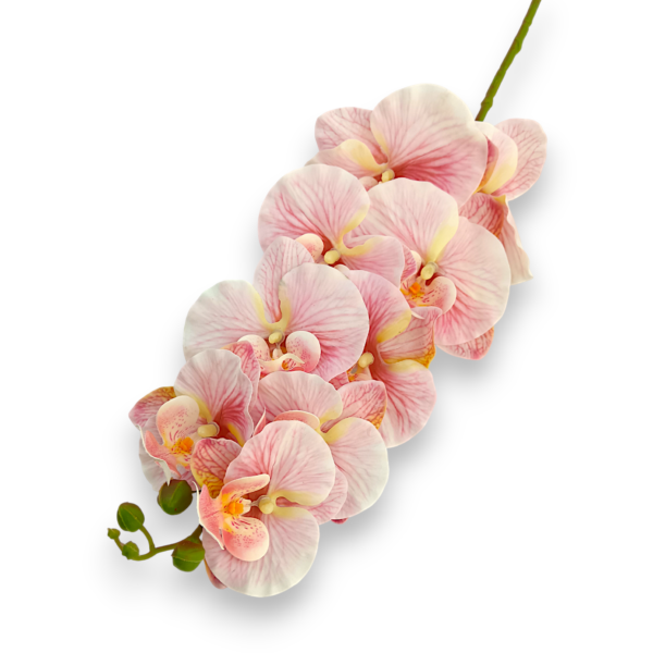 Орхідея ванда рожева