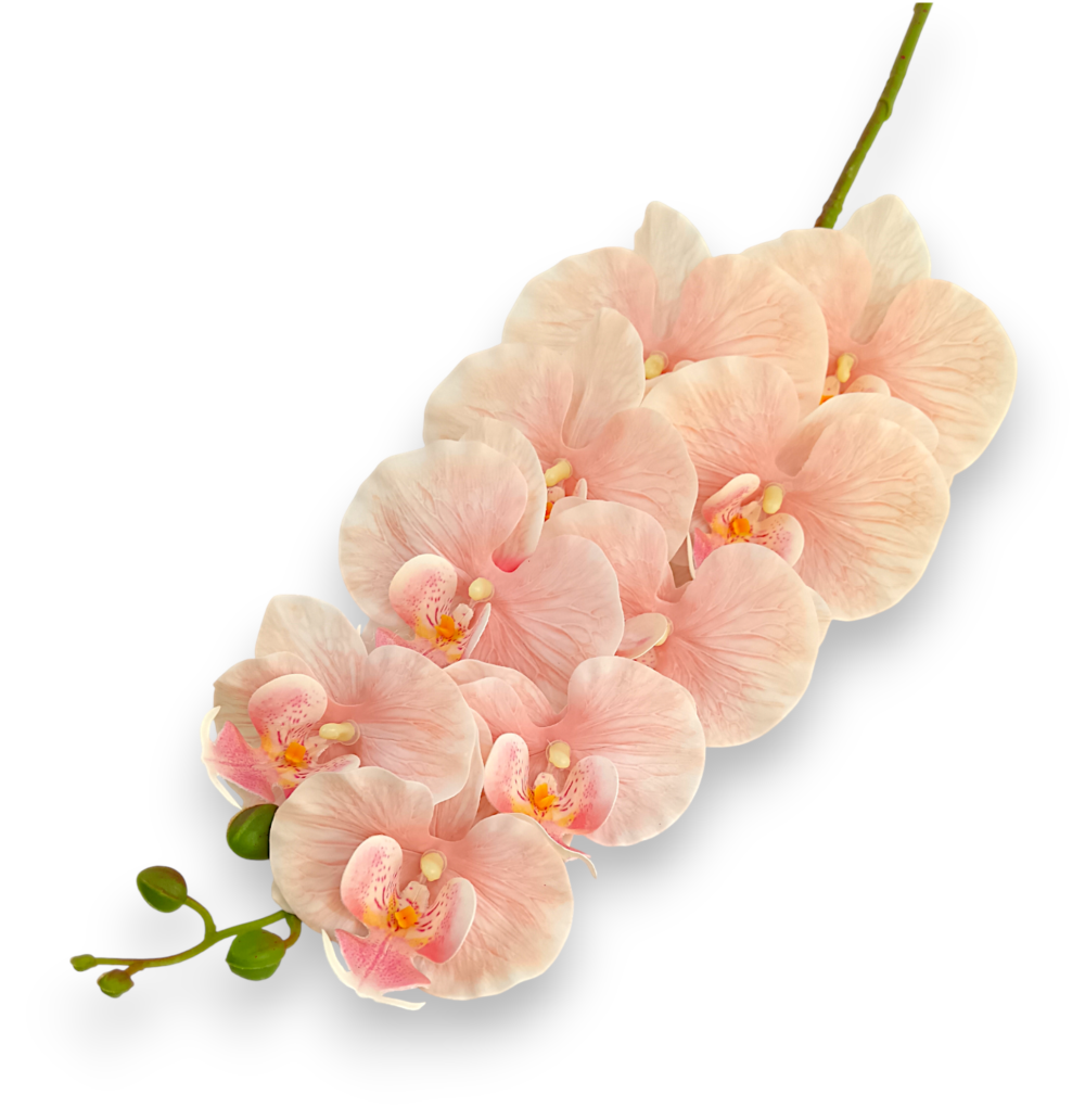 Орхідея ванда персикова