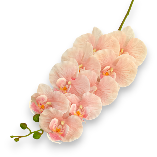 Орхідея ванда персикова