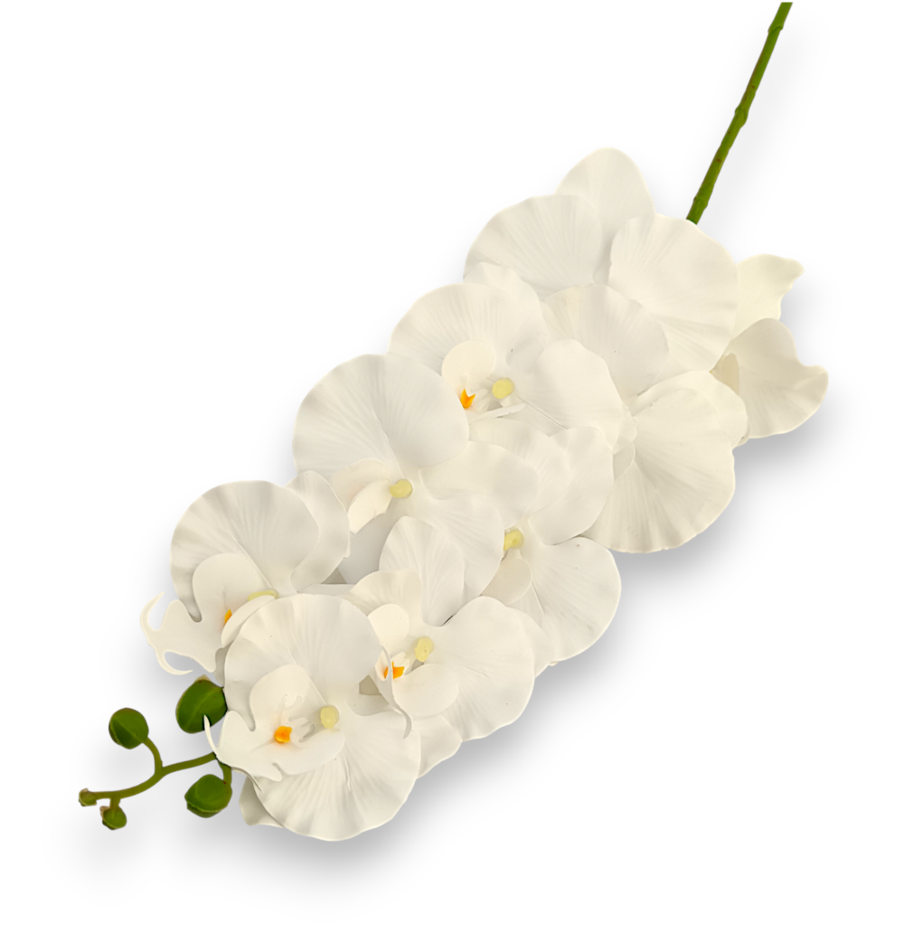 Орхідея ванда біла