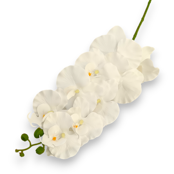 Орхідея ванда біла