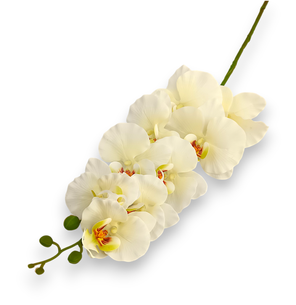 Орхідея ванда шампань