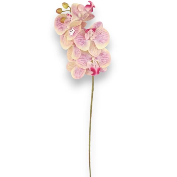 Орхідея рожева