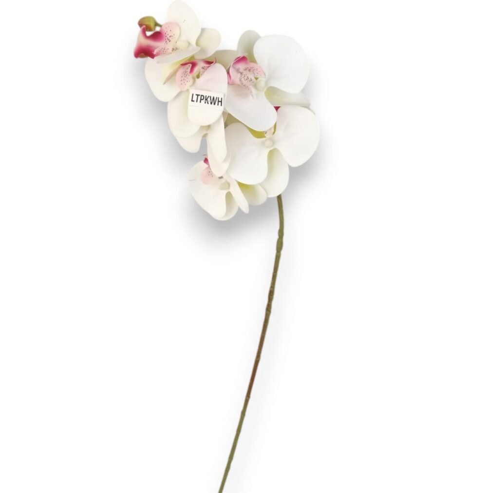 Орхідея біла