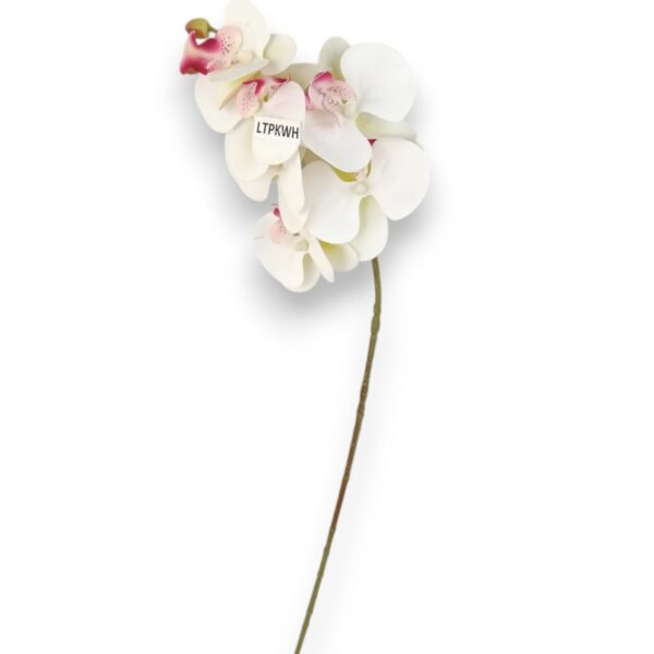 Орхідея біла