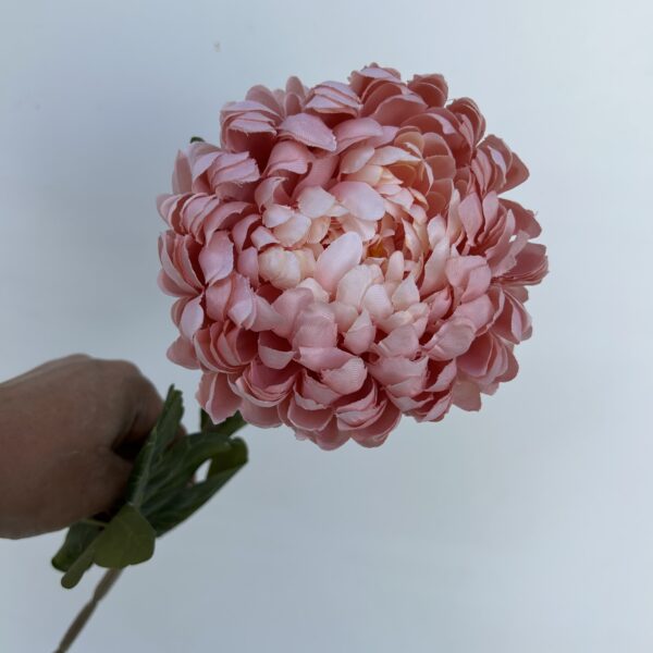 IMG 4797 600x600
