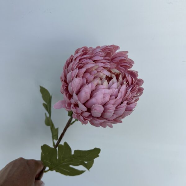 IMG 4801 600x600