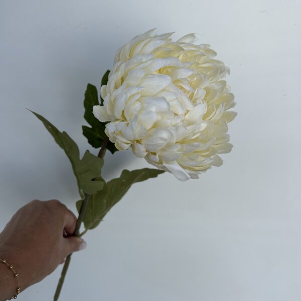 IMG 4808 600x600